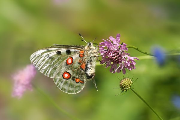 Roter Apollo vom Juli