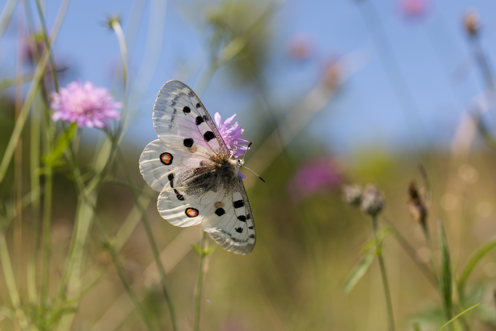 Roter Apollofalter