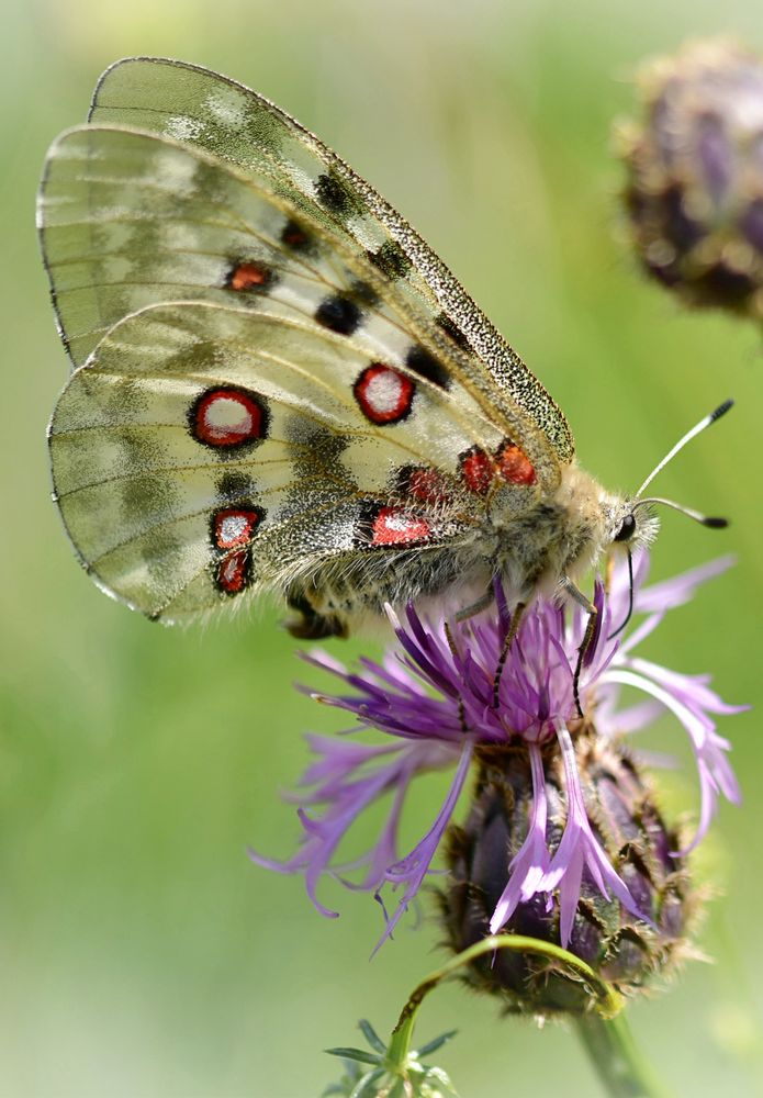 Roter Apollofalter