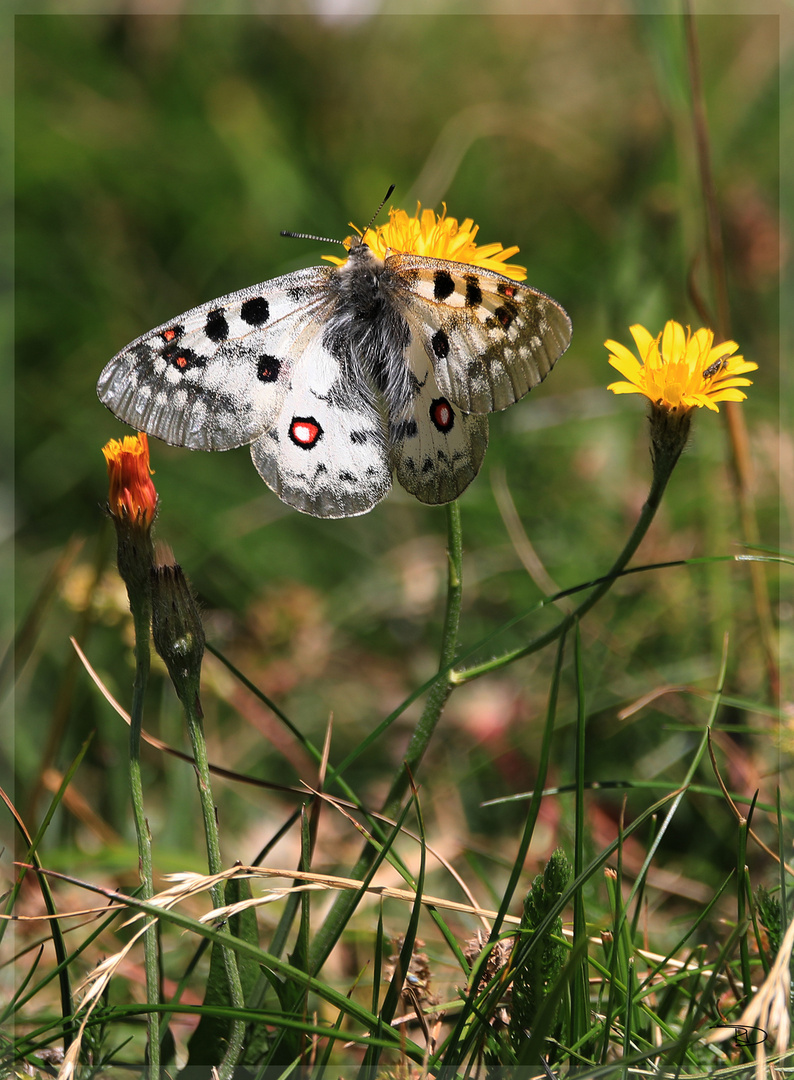 roter Apollofalter 