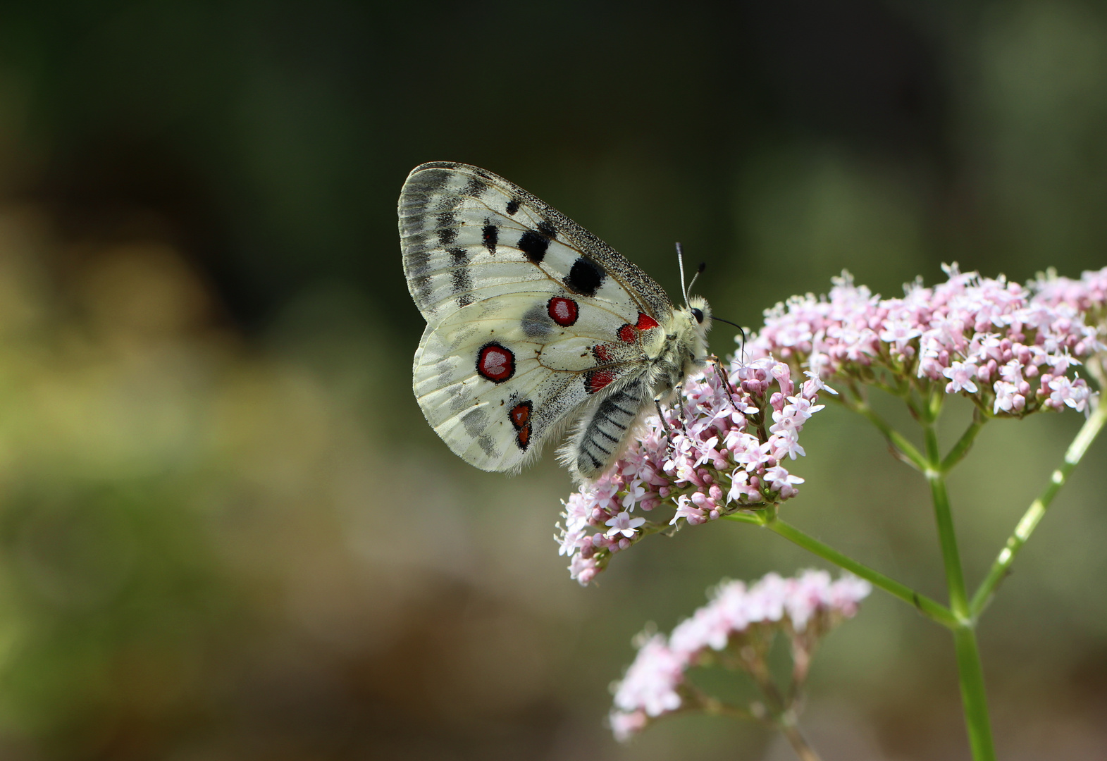 Roter Apollofalter auf Baldrian Blüte