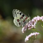 Roter Apollofalter auf Baldrian Blüte