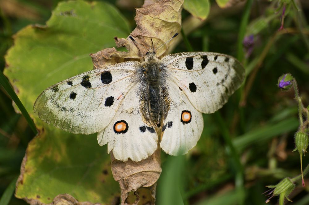 Roter Apollofalter