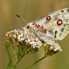 Roter Apollofalter