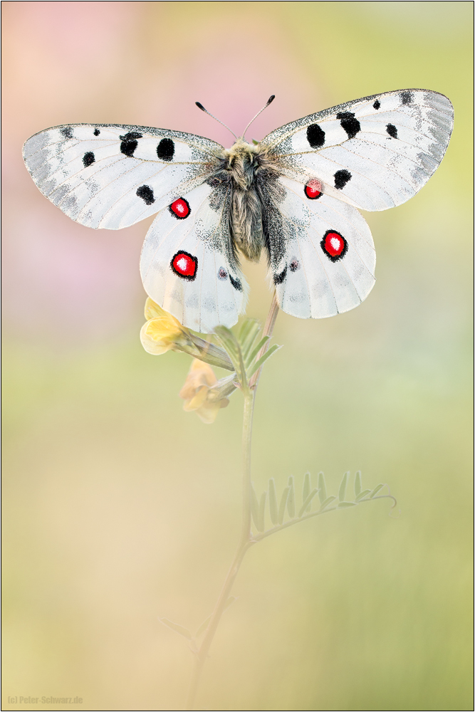 Roter Apollofalter (Parnassius apollo)