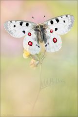 Roter Apollofalter (Parnassius apollo)