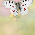 Roter Apollofalter (Parnassius apollo)