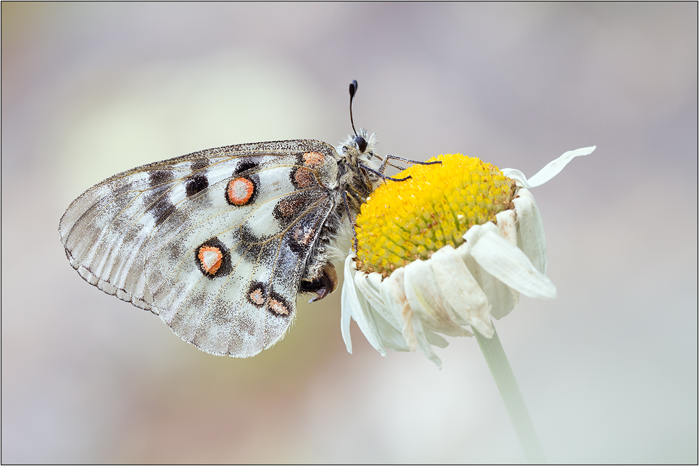 Roter Apollofalter - Parnassius apollo