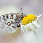 Roter Apollofalter - Parnassius apollo