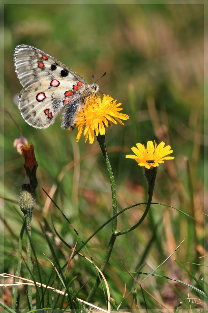 roter Apollofalter (Parnassius apollo)