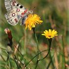 roter Apollofalter (Parnassius apollo)