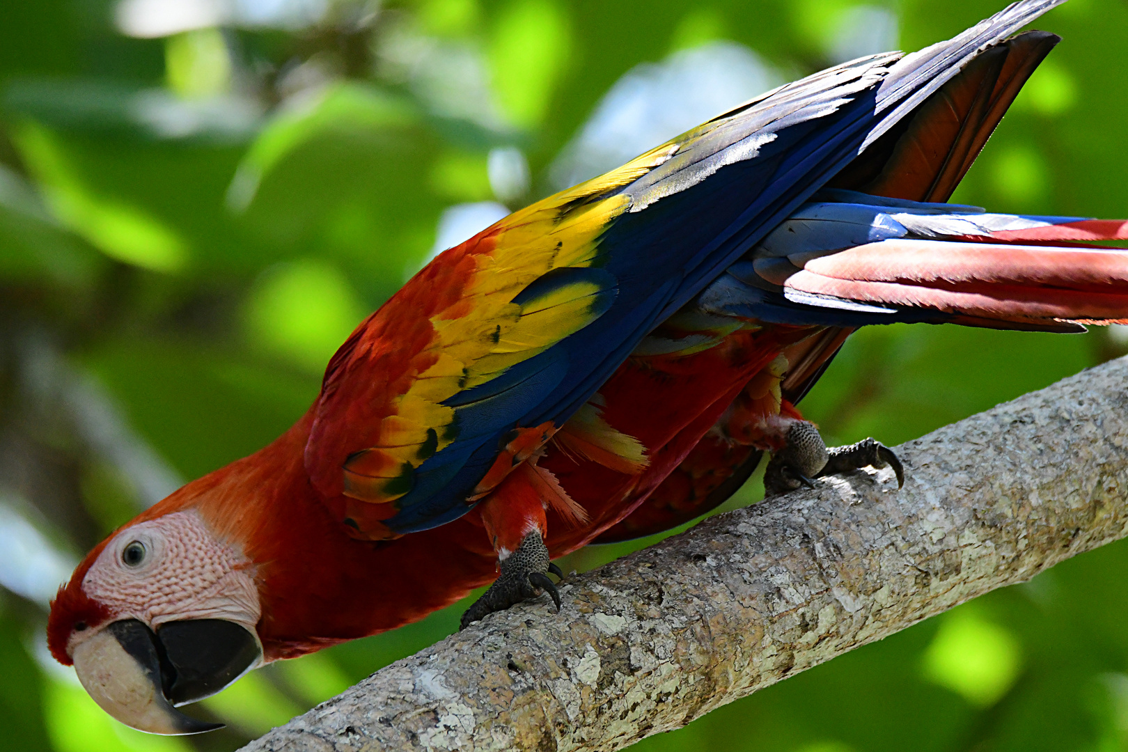Roter Ara Foto & Bild tiere, wildlife, wild lebende vögel Bilder auf