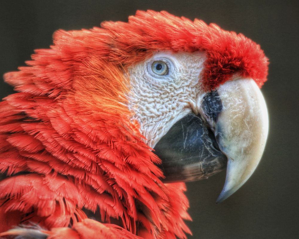 Roter Ara... Foto & Bild tiere, haustiere, vögel Bilder auf