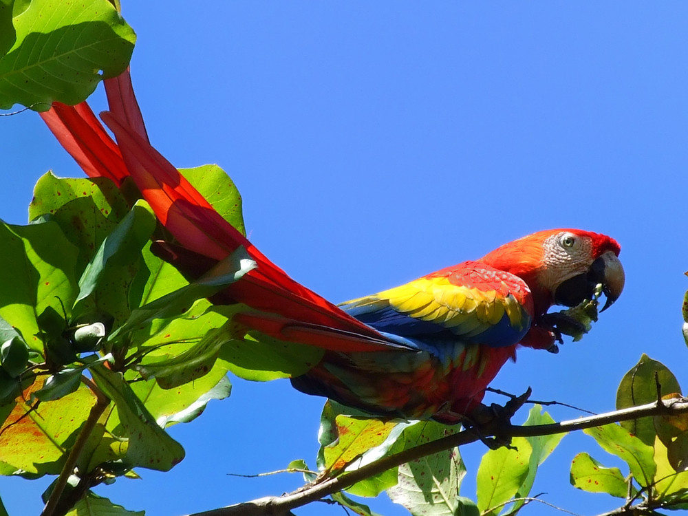 Roter Ara am Strand von Costa Rica