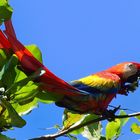 Roter Ara am Strand von Costa Rica