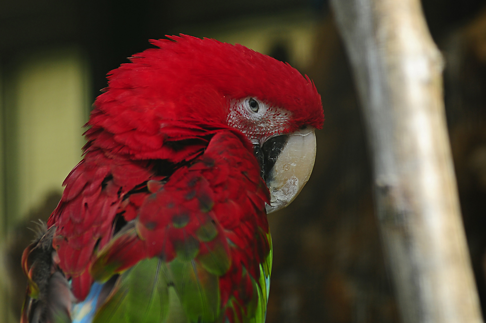 Roter Ara aus der Gattung der Eigentlichen Aras 