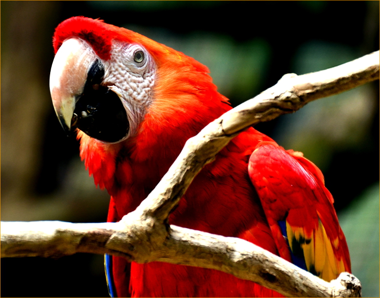 Roter Ara, Zoo Münster I