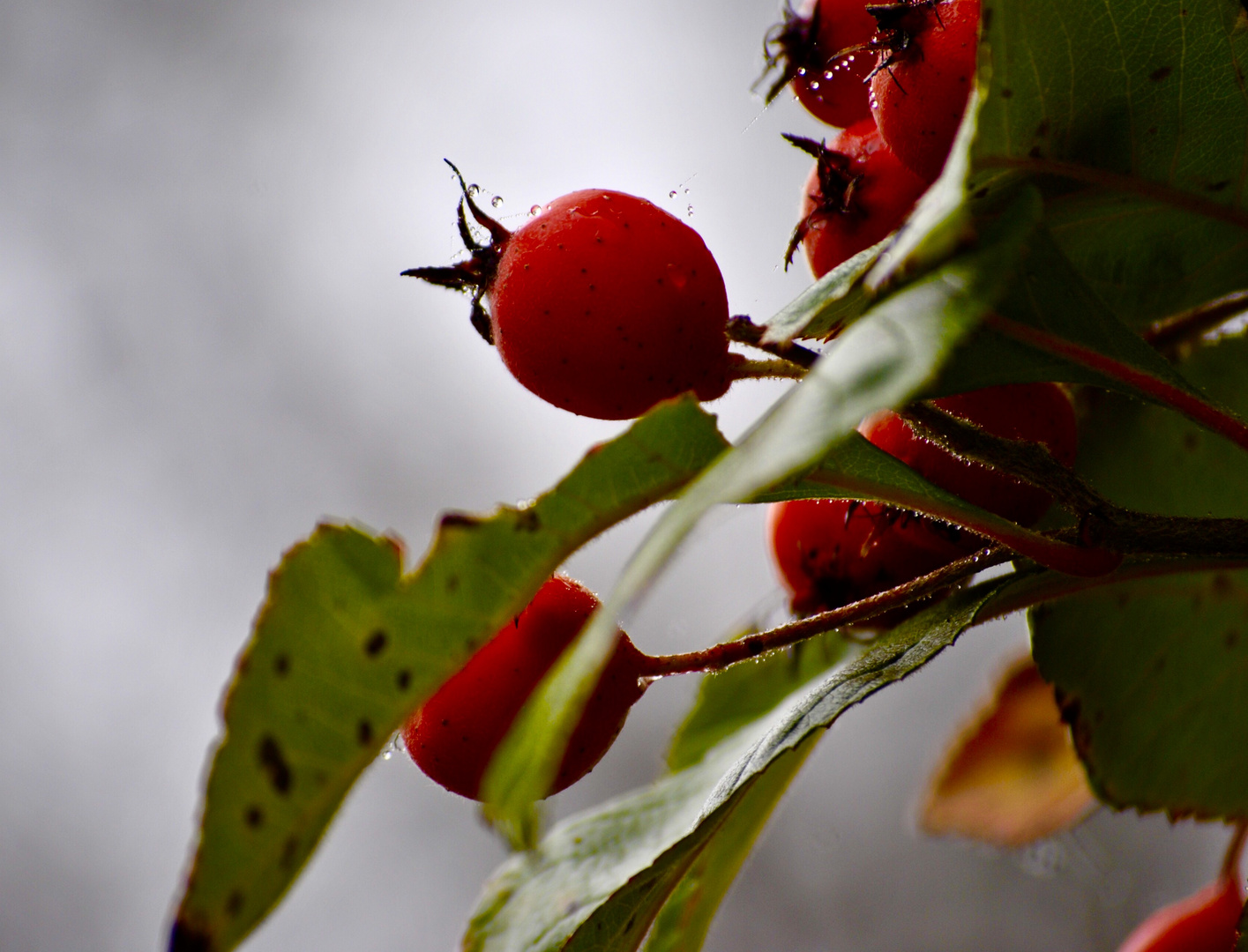 Roter "Ball"