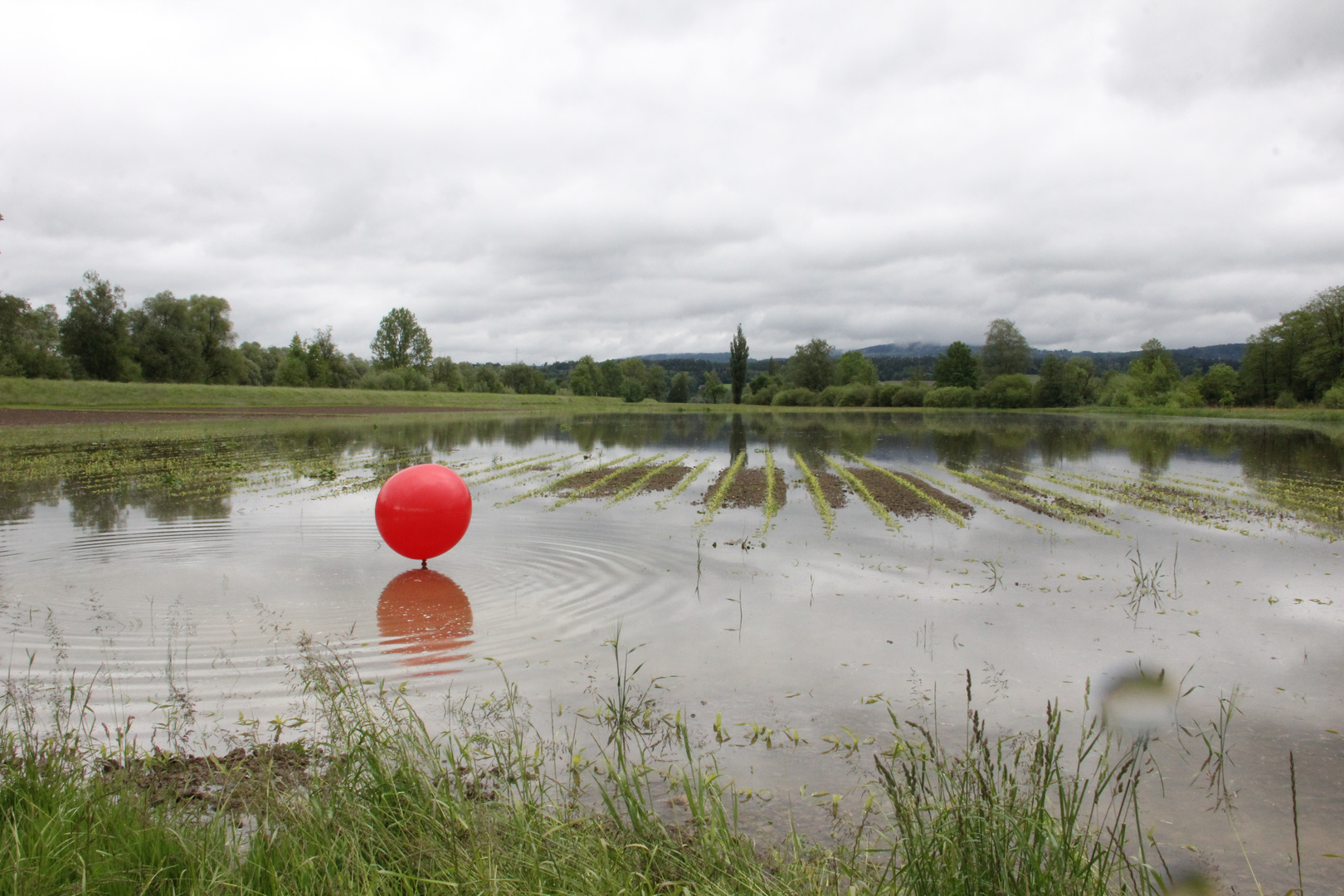 Roter Ballon im Maisfeld