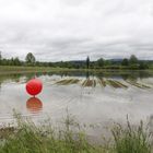 Roter Ballon im Maisfeld