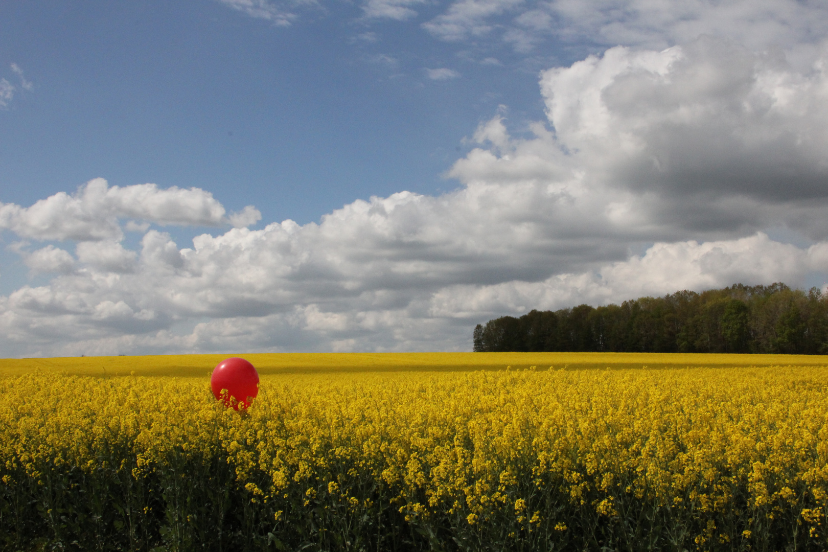 Roter Ballon im Rapsfeld
