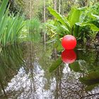 Roter Ballon im Teich