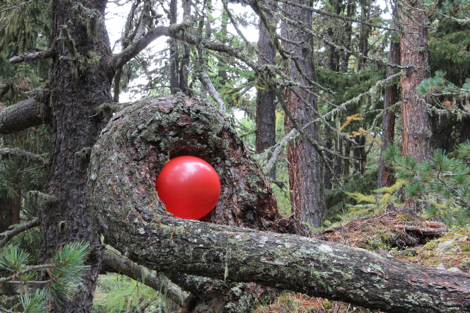 Roter Ballon im Wald
