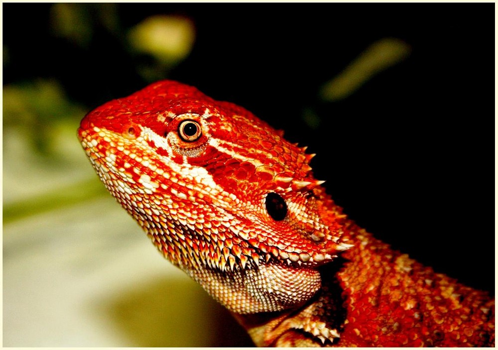 Roter Bartagam Foto & Bild - Roter Bartagam 3fb31Df3 3Dcf 4952 Be57 66eb5Dc807cb Roter Bartagam Foto & Bild - Roter Bartagam 3fb31Df3 3Dcf 4952 Be57 66eb5Dc807cb