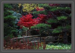 Roter Baum