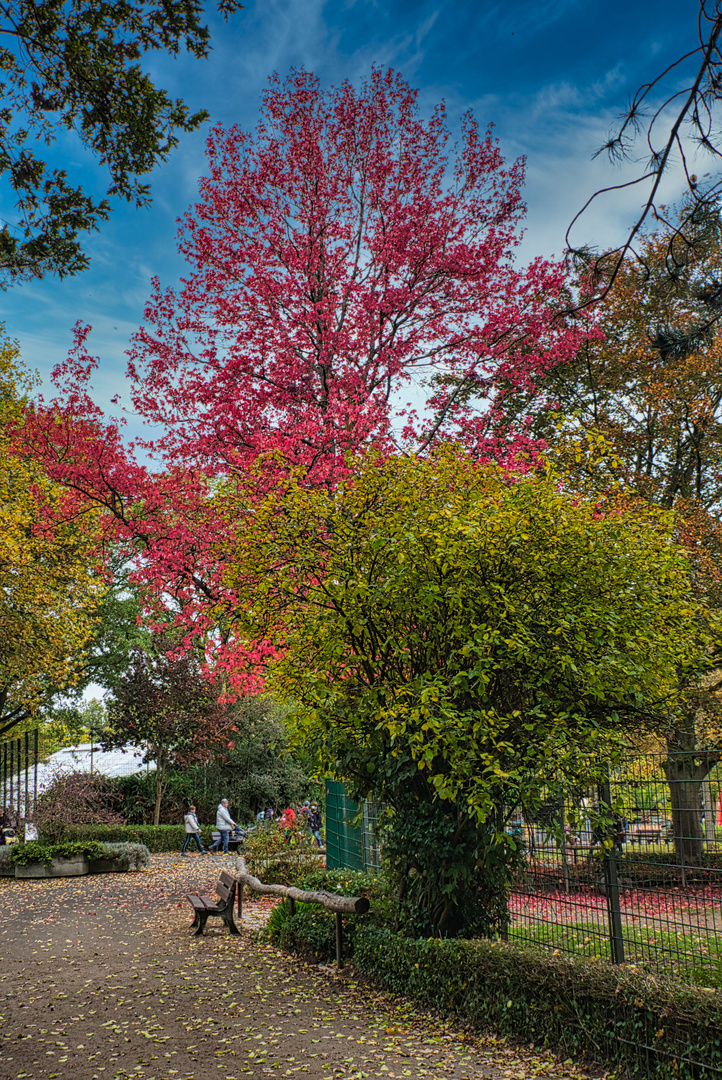 roter Baum