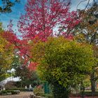 roter Baum