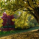 Roter Baum