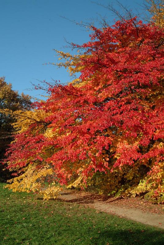 Roter Baum