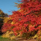 Roter Baum