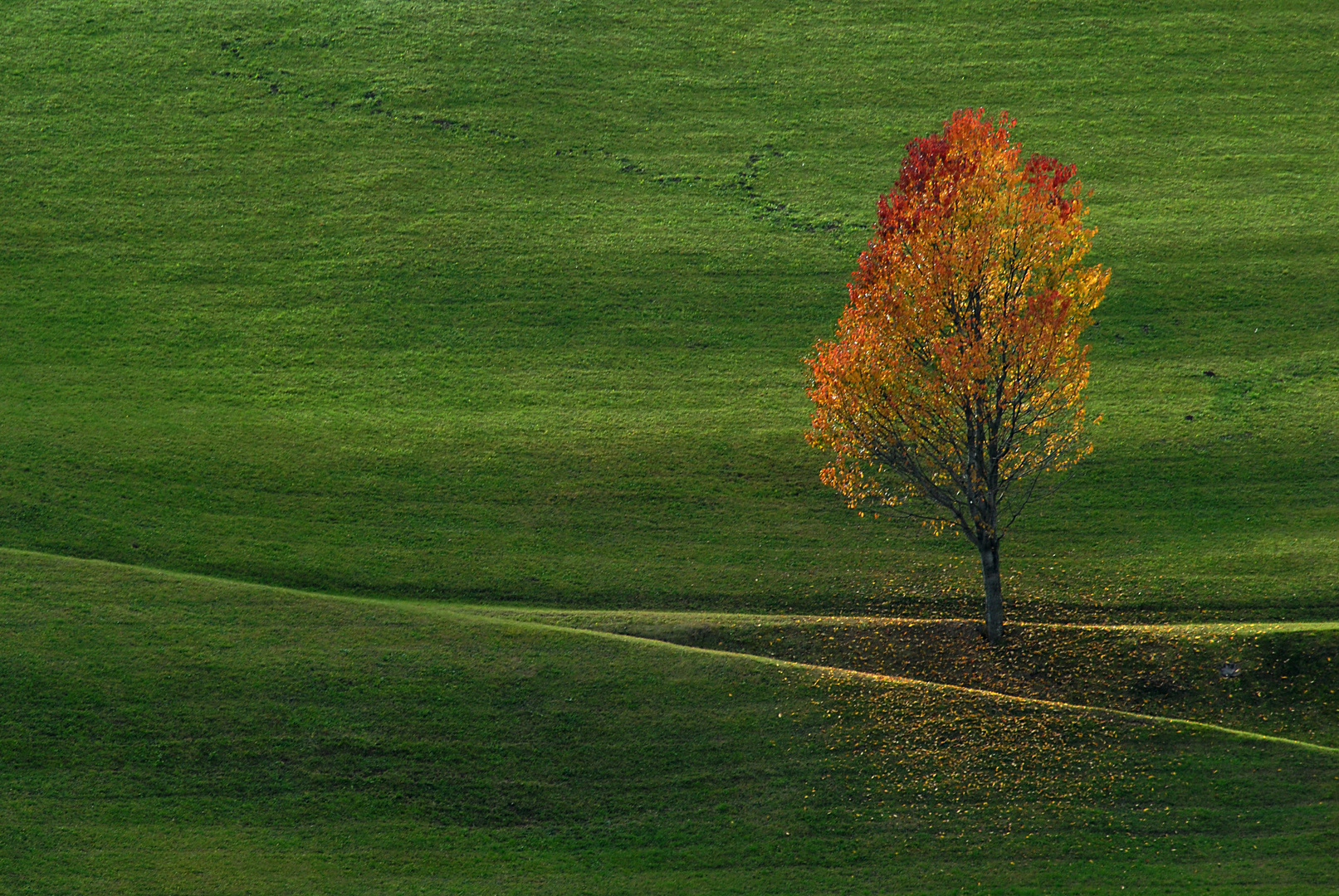 roter Baum