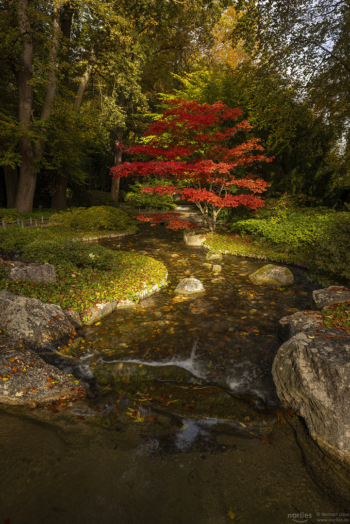 Roter Baum