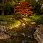 Roter Baum