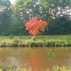 Roter Baum am Kanal