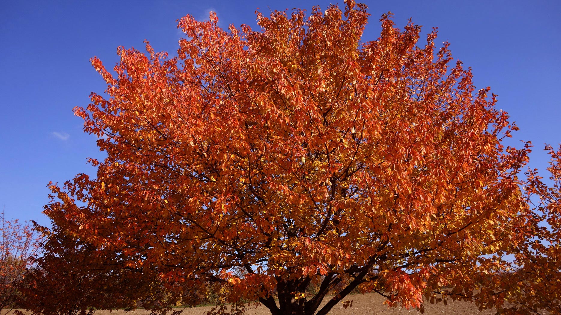 Roter-Baum