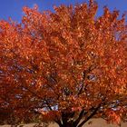 Roter-Baum