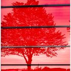 roter Baum