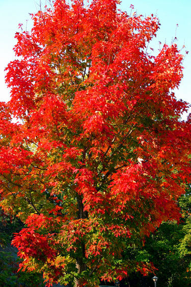 Roter Baum