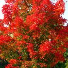 Roter Baum