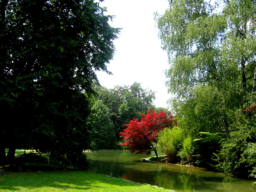 Roter Baum