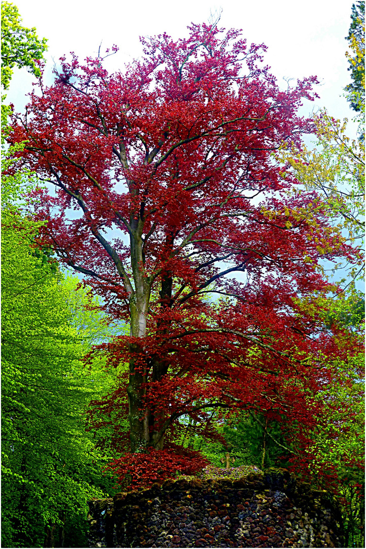 Roter Baum im Klosterpark Arenberg