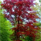 Roter Baum im Klosterpark Arenberg