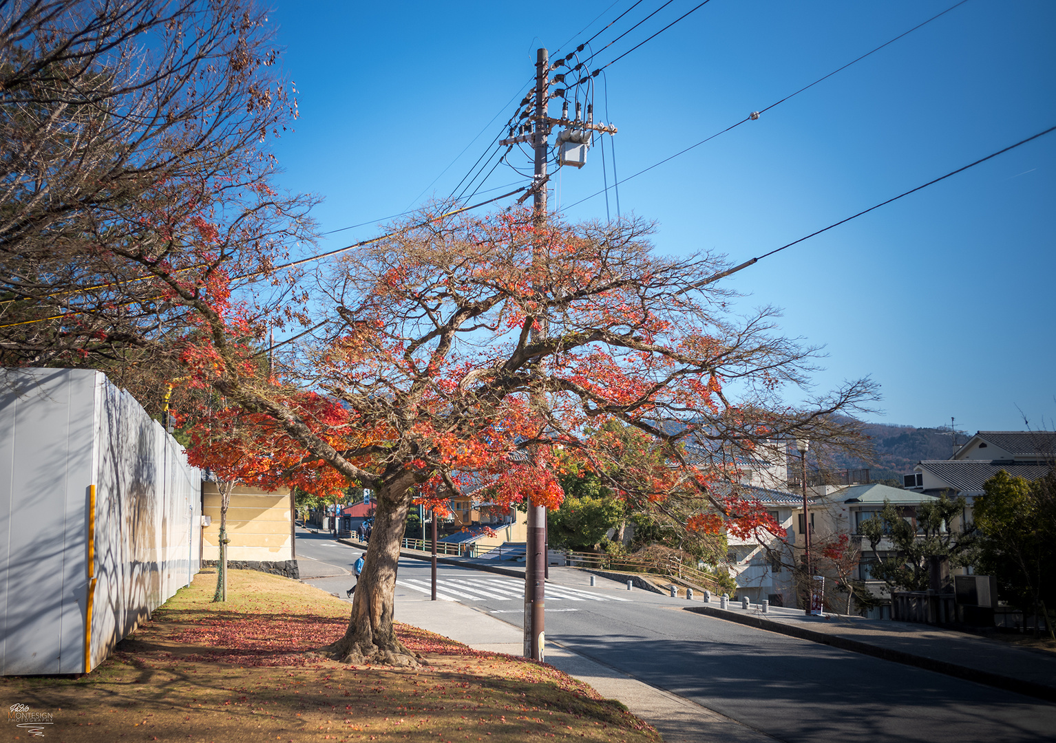 Roter Baum in Nara