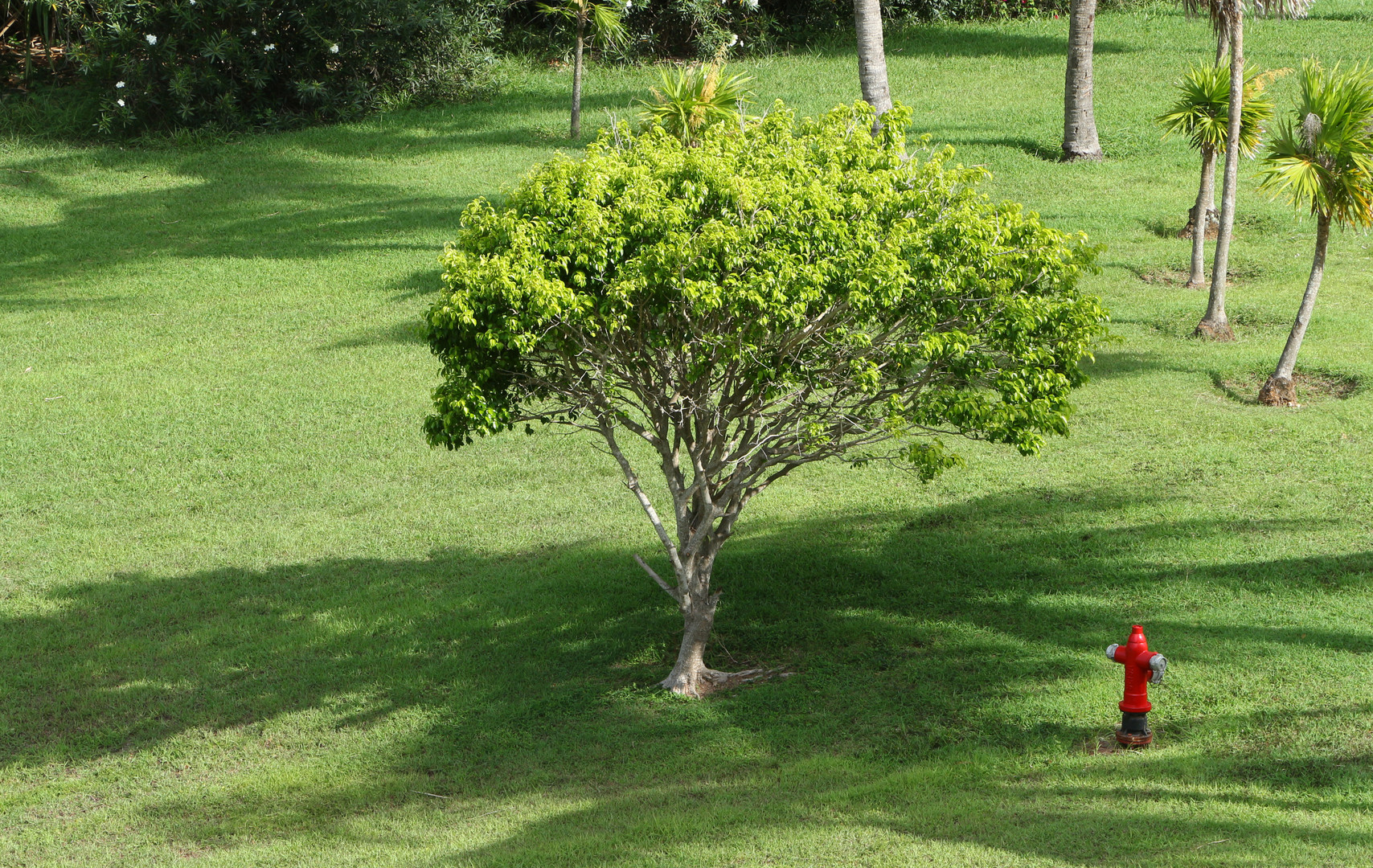 Roter Baum .  oder ???