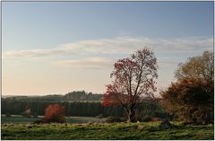 roter Baum und ohne Kühe ;-)