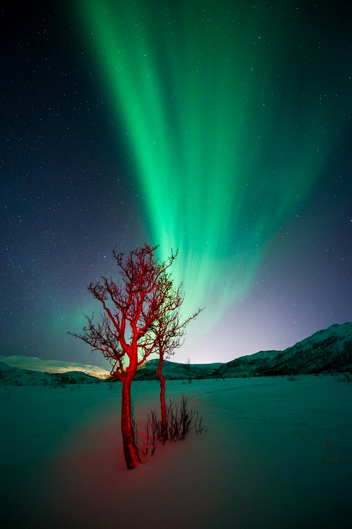 roter baum und polarlicht